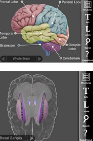 3D Brain by Cold Spring Harbor Laboratory